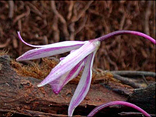 Pseudolaelia x perimii